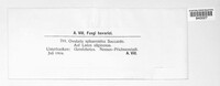 Ramularia sphaeroidea image